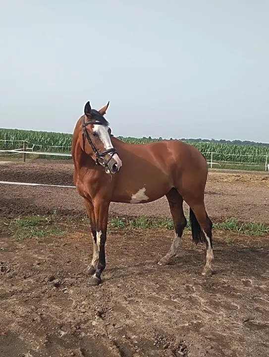 3 letnia klacz sp, Wielkopolskie, Wągrowiec