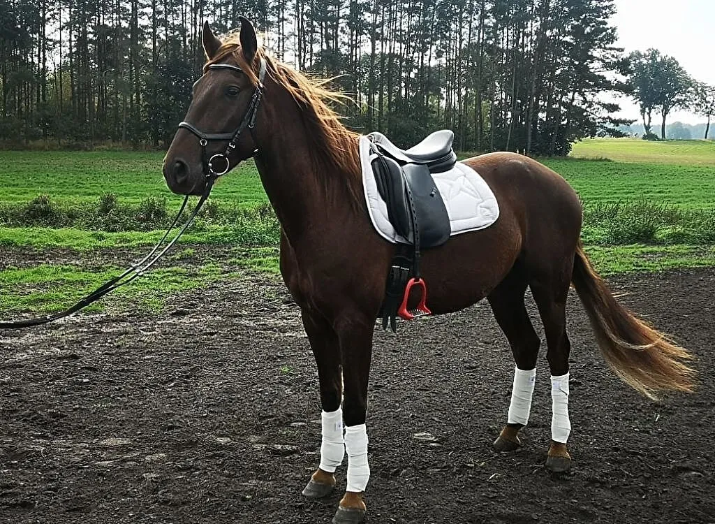 Młody przyszłościowy wałach andaluzyjski/ koń jest w PL, Wielkopolskie, Złotów