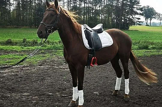 Młody przyszłościowy wałach andaluzyjski/ koń jest w PL, Wielkopolskie, Złotów