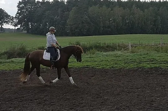 Młody przyszłościowy wałach andaluzyjski/ koń jest w PL, Wielkopolskie, Złotów