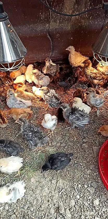 Kurczęta kilkutygodniowe nioski mix, Lubelskie, Komarów-Osada