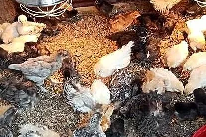 Kurczęta kilkutygodniowe nioski mix, Lubelskie, Komarów-Osada
