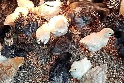 Kurczęta kilkutygodniowe nioski mix, Lubelskie, Komarów-Osada