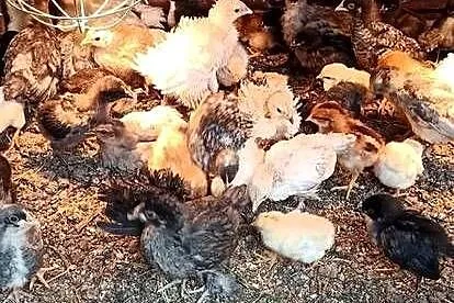 Kurczęta kilkutygodniowe nioski mix, Lubelskie, Komarów-Osada