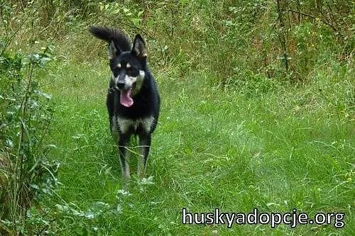 NUGAT- młody, aktywny pies mix owczarka do adopcji, mazowieckie Warszawa