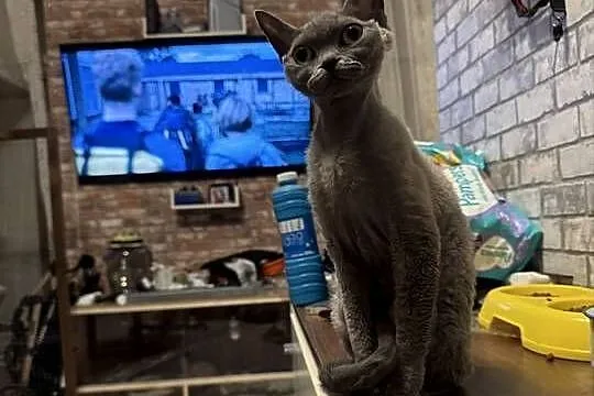 Kotka devon rex 1,5roku