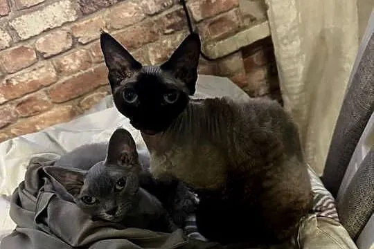 Kotka devon rex 1,5roku, Łódzkie, Łódź