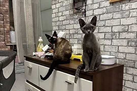 Kotka devon rex 1,5roku, Łódzkie, Łódź