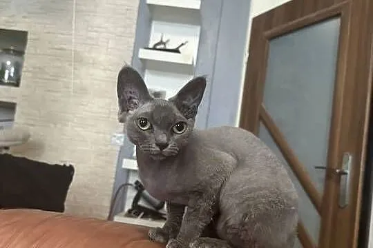 Kotka devon rex 1,5roku, Łódzkie, Łódź