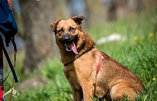 Chcesz mieć szczęśliwe życie? Adoptuj Dziurawca. :
