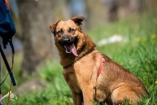 Chcesz mieć szczęśliwe życie? Adoptuj Dziurawca. :
