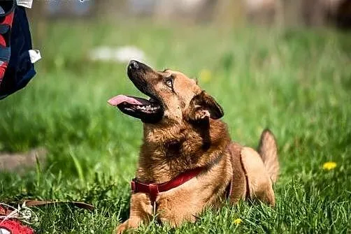 Chcesz mieć szczęśliwe życie? Adoptuj Dziurawca. :