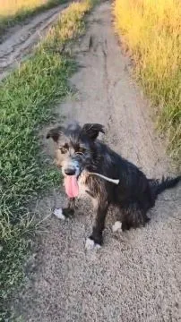 Kosmo - młodziutki, wesoły mini wilczarz szuka domu!  KOSMO - wspaniały, młody wesoły, przytulaśny p, , Warszawa