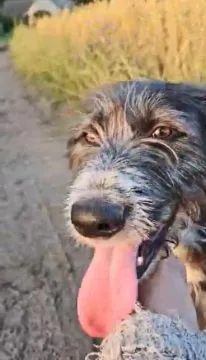 Kosmo - młodziutki, wesoły mini wilczarz szuka domu!  KOSMO - wspaniały, młody wesoły, przytulaśny p, , Warszawa