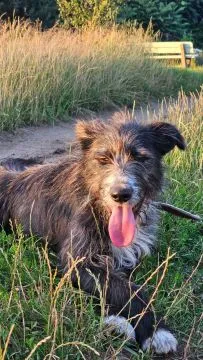 Kosmo - młodziutki, wesoły mini wilczarz szuka domu!  KOSMO - wspaniały, młody wesoły, przytulaśny p, , Warszawa