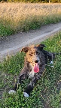 Kosmo - młodziutki, wesoły mini wilczarz szuka domu!  KOSMO - wspaniały, młody wesoły, przytulaśny p, , Warszawa