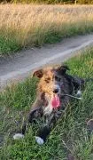 Kosmo - młodziutki, wesoły mini wilczarz szuka domu!  KOSMO - wspaniały, młody wesoły, przytulaśny p