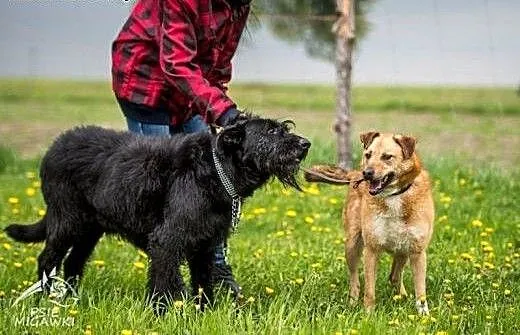Kaj kochany olbrzym do adoptowania i pokochania,