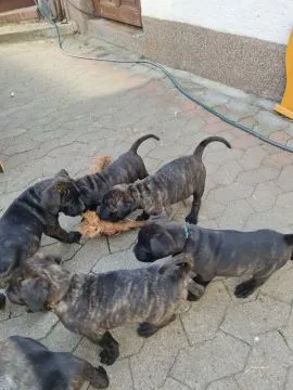 Oszałamiające szczenięta Cane Corso dostępne na sprzedaż., , Chełm