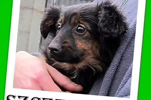 Szczeniaczki do adopcji,suczki małe,średnie, ze schroniska.PILNE!,  śląskie Katowice