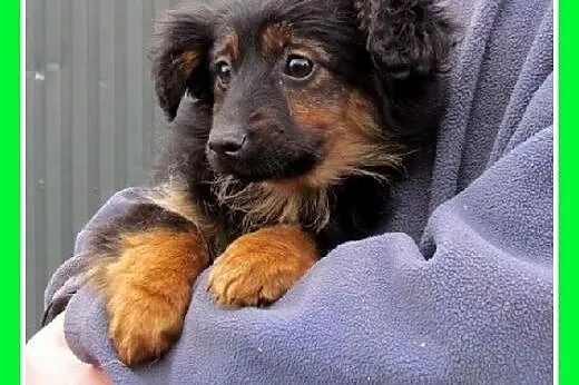 Szczeniaczki do adopcji,suczki małe,średnie, ze sc