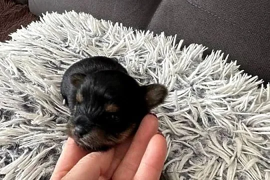 Yorkshire Terrier