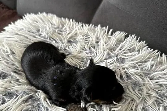 Yorkshire Terrier, Dolnośląskie, Wrocław