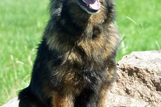 Fantastyczny, bardzo oddany Dingo, kolejny rok w s