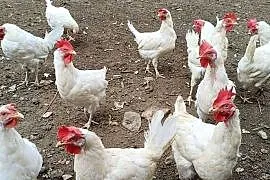 Kury Leghorn
