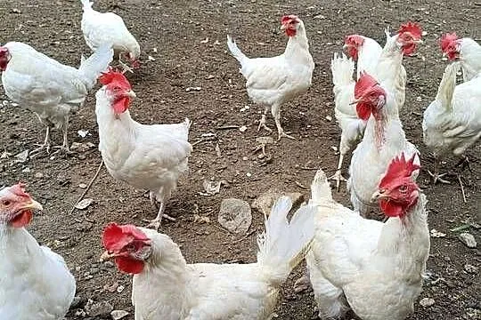Kury Leghorn, Mazowieckie, Zwoleń