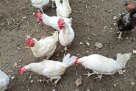 Kury Leghorn, Mazowieckie, Zwoleń