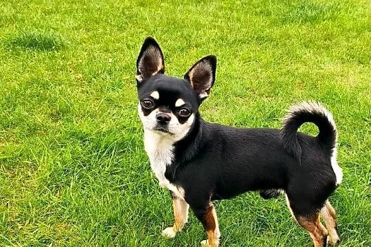 Reproduktor chihuahua krótkowłosy ZKwP FCI