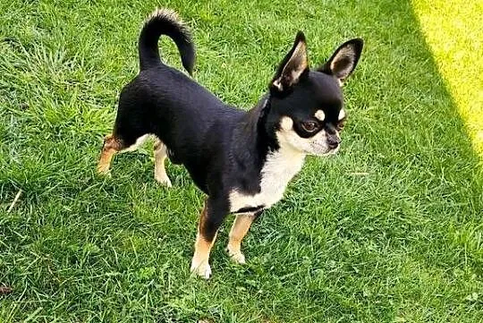 Reproduktor chihuahua krótkowłosy ZKwP FCI, Zachodniopomorskie, Świnoujście