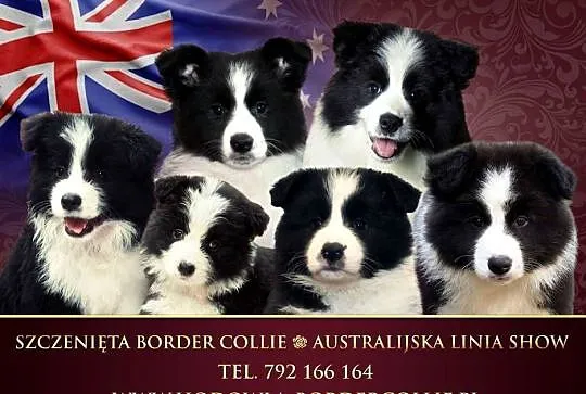 Border Collie unikalna, australijska linia show.