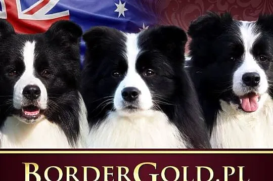 Border Collie unikalna, australijska linia show., Śląskie, Świerklaniec