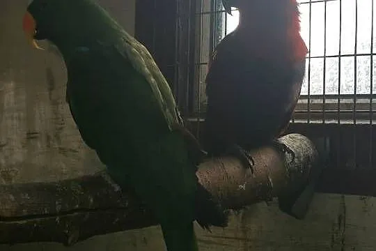 Para Lora Wielka Lory Wielkie Dorosła Legowa, Wielkopolskie, Grodzisk Wielkopolski