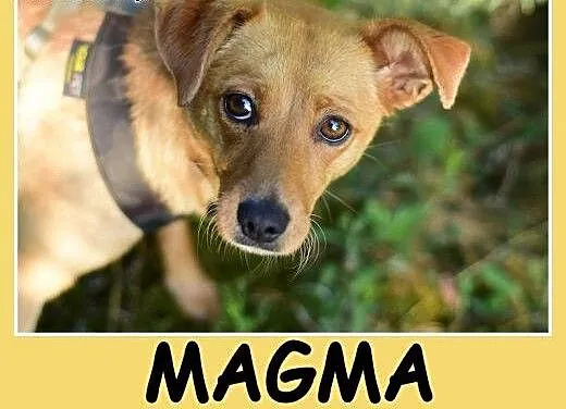 12 kg, łagodna,spokojna, towarzyska, grzeczna sucz