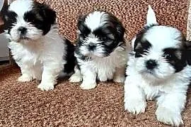 Shih Tzu suczki I pieski
