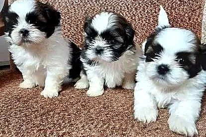 Shih Tzu suczki I pieski, Mazowieckie, Przysucha