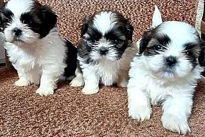 Shih Tzu suczki I pieski, Mazowieckie, Przysucha