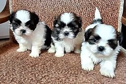 Shih Tzu suczki I pieski, Mazowieckie, Przysucha