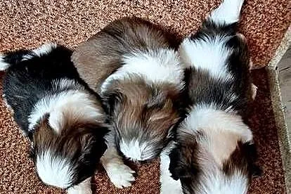 Shih Tzu suczki I pieski, Mazowieckie, Przysucha