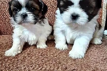 Shih Tzu suczki I pieski, Mazowieckie, Przysucha