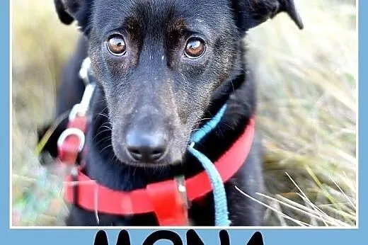 Smukłej budowy,10 kg ,delikatna, wrażliwa,przytulaśna sunia MONA.Adopcja.,  małopolskie Kraków