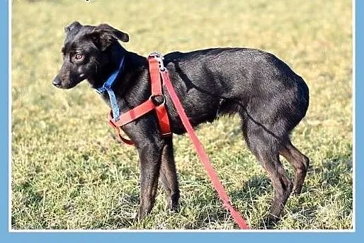 Smukłej budowy,10 kg ,delikatna, wrażliwa,przytula