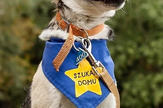 Prześliczny mały Angel, bardzo kochany psiak,  kuj