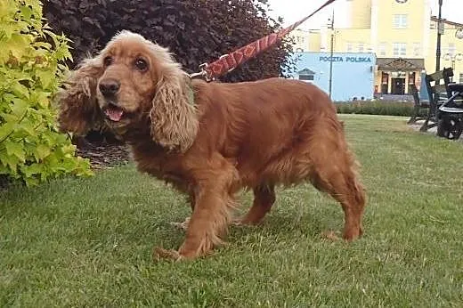 Dusia spanielka do adopcji,  mazowieckie Warszawa