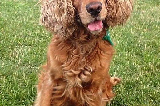 Dusia spanielka do adopcji,  mazowieckie Warszawa