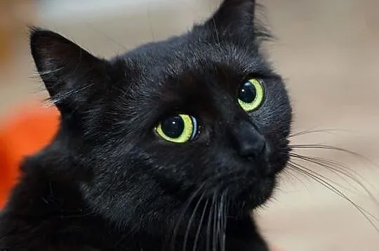 Kotka Sumi szuka domu! Agapeanimali