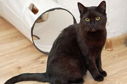 Kotka Sumi szuka domu! Agapeanimali